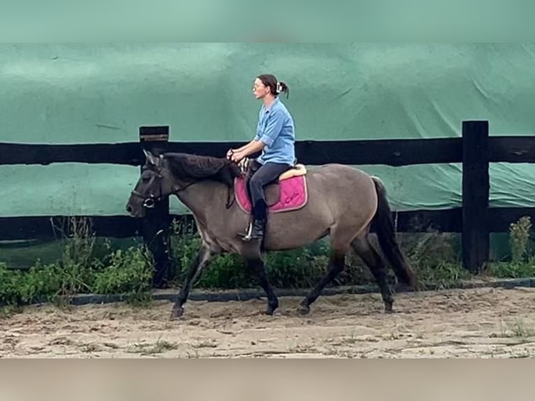 Konik Jument 4 Ans 145 cm Isabelle in G&#xF6;rlitz