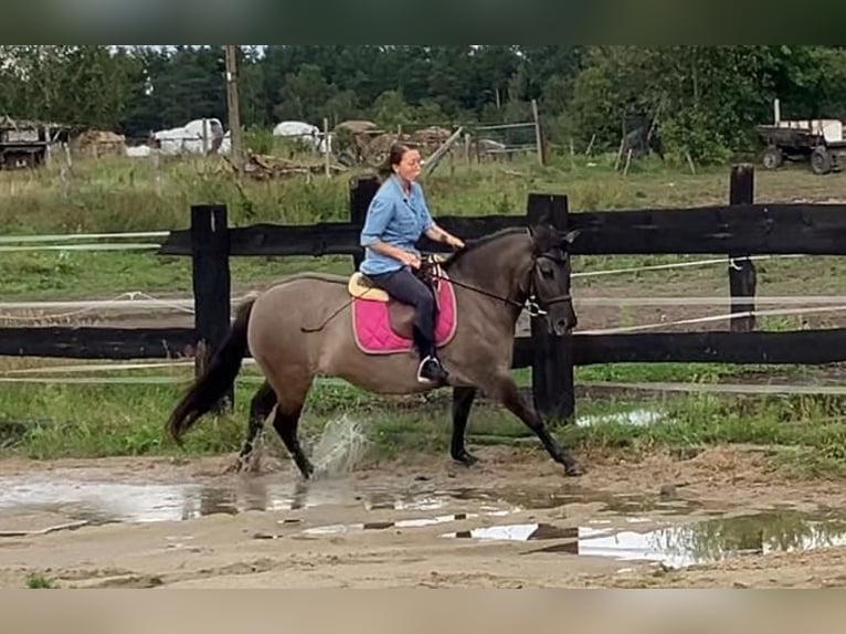 Konik Jument 4 Ans 145 cm Isabelle in G&#xF6;rlitz