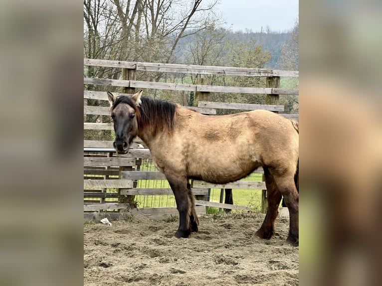 Konik Jument 4 Ans 147 cm Grullo in Moncucco Torinese