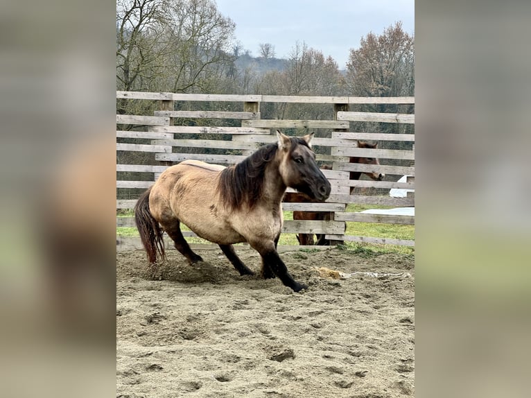 Konik Jument 4 Ans 147 cm Grullo in Moncucco Torinese