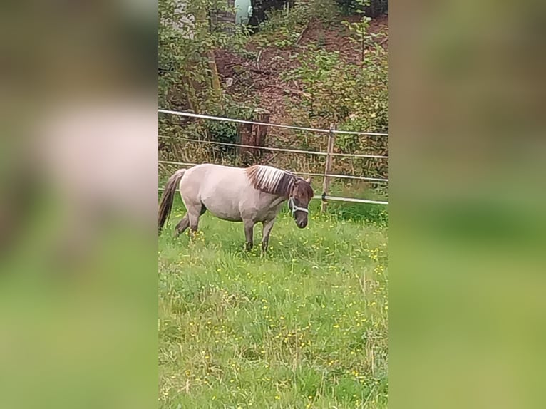 Konik Jument 5 Ans 128 cm Isabelle in Kirchhundem
