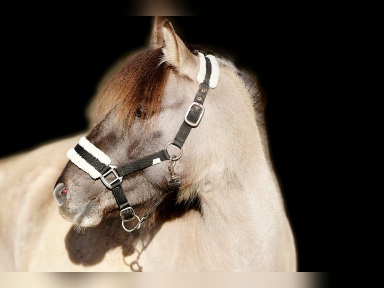 Konik Jument 5 Ans 128 cm Isabelle in Kirchhundem