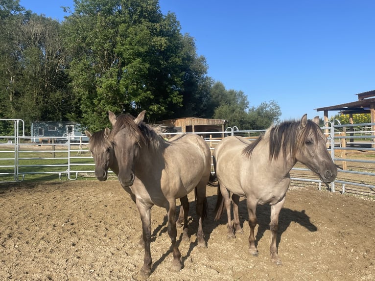 Konik Jument 5 Ans 133 cm Isabelle in Salzburg