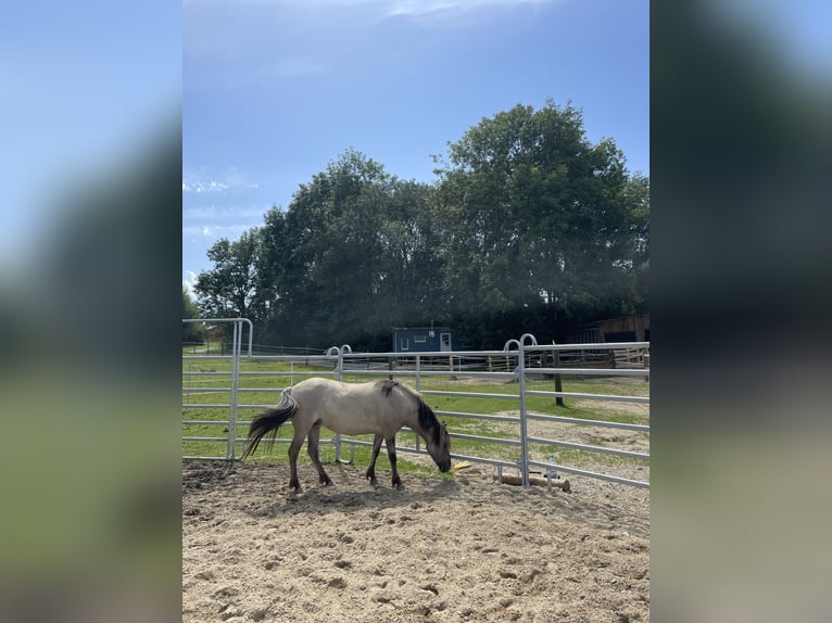 Konik Jument 5 Ans 135 cm Grullo in Aichach