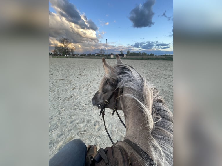 Konik Jument 5 Ans 135 cm Grullo in Aichach