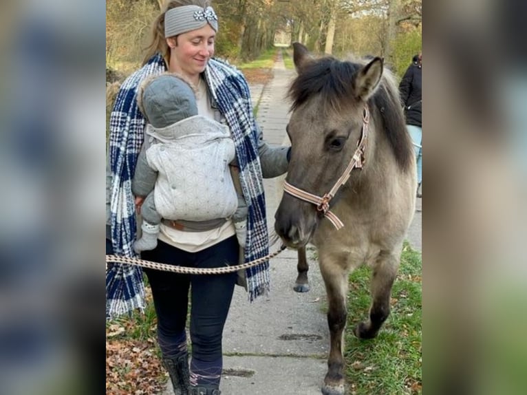 Konik Jument 5 Ans 136 cm Isabelle in Falkensee