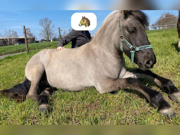 Konik Jument 5 Ans 140 cm Isabelle in Lutherstadt Eisleben