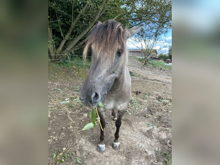 Konik Jument 6 Ans 130 cm Isabelle in Neckargerach