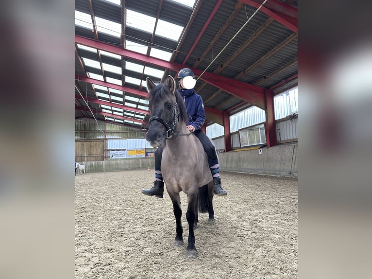 Konik Jument 6 Ans 135 cm Isabelle in Hatten