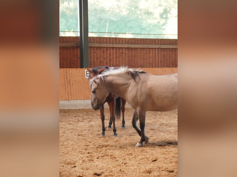 Konik Jument 6 Ans 138 cm Isabelle in K&#xF6;ln