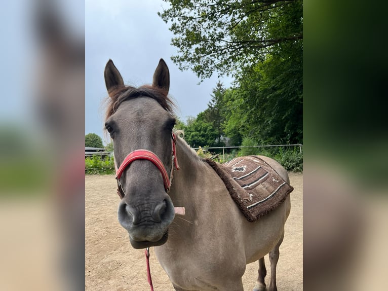 Konik Jument 7 Ans 135 cm in Linkenbach