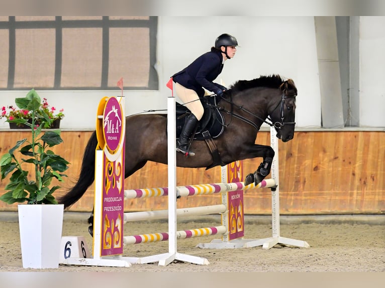 Konik Jument 7 Ans 137 cm in Kudypy