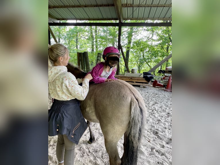 Konik Jument 8 Ans 130 cm in Pottenstein