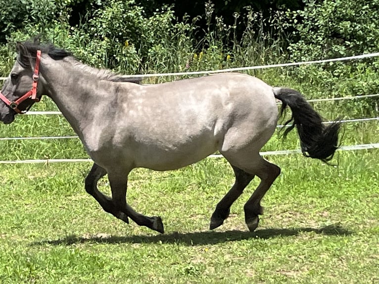 Konik Jument 8 Ans 140 cm Grullo in Ursensollen