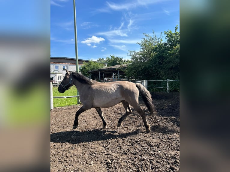 Konik Jument 9 Ans 137 cm Grullo in Niederzier