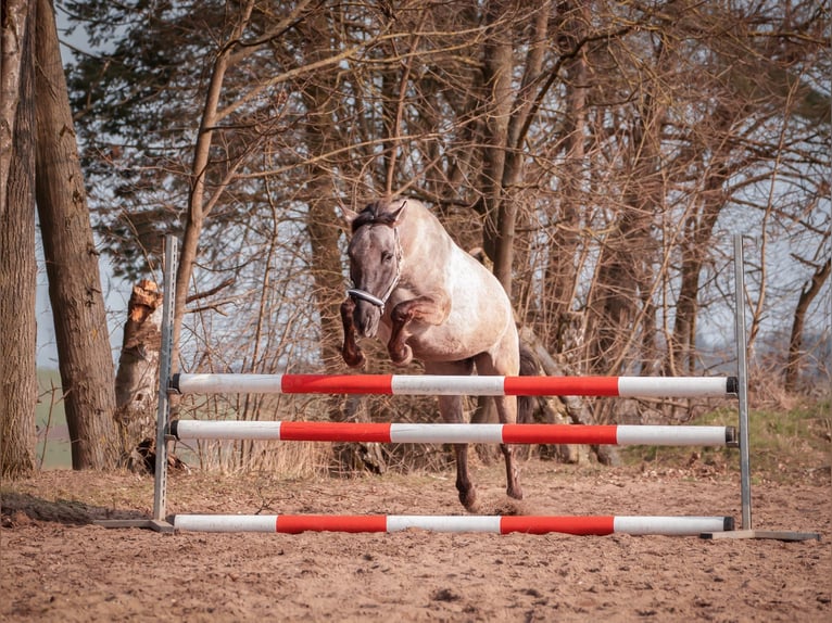 Konik Jument 9 Ans 142 cm in Wendelstein