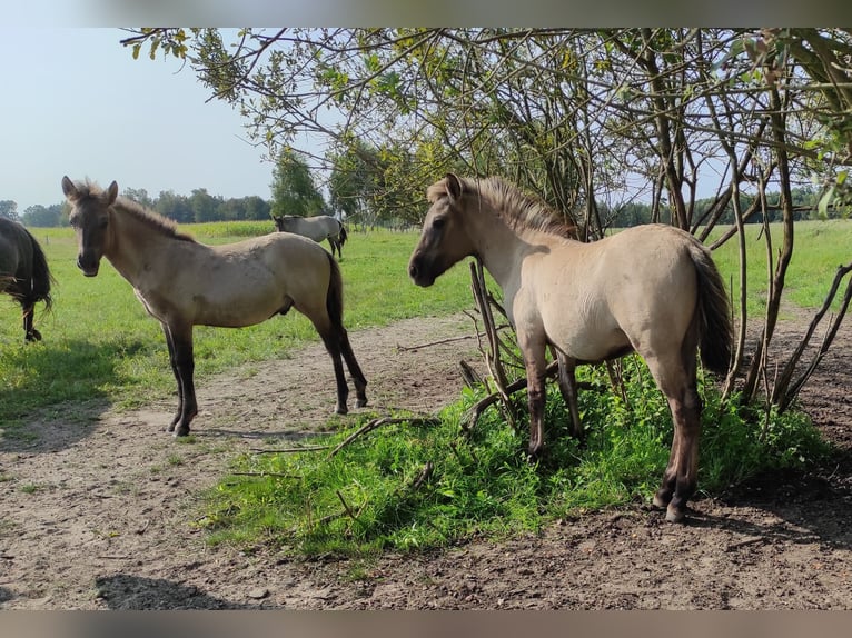 Konik Jument Poulain (03/2024) 135 cm Alezan dun in Dobrzany