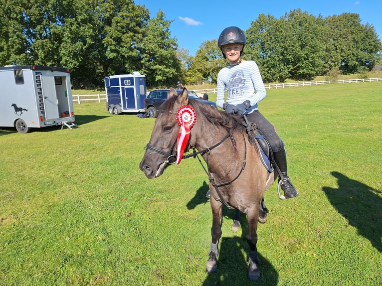 Konik Mix Mare 10 years 13 hh Dun in Neuenkirchen