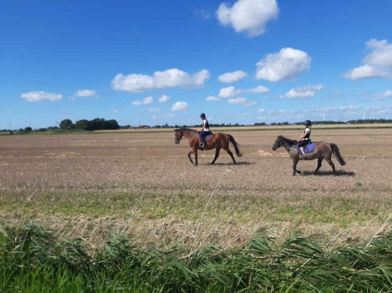 Konik Mix Mare 10 years 13 hh Dun in Neuenkirchen