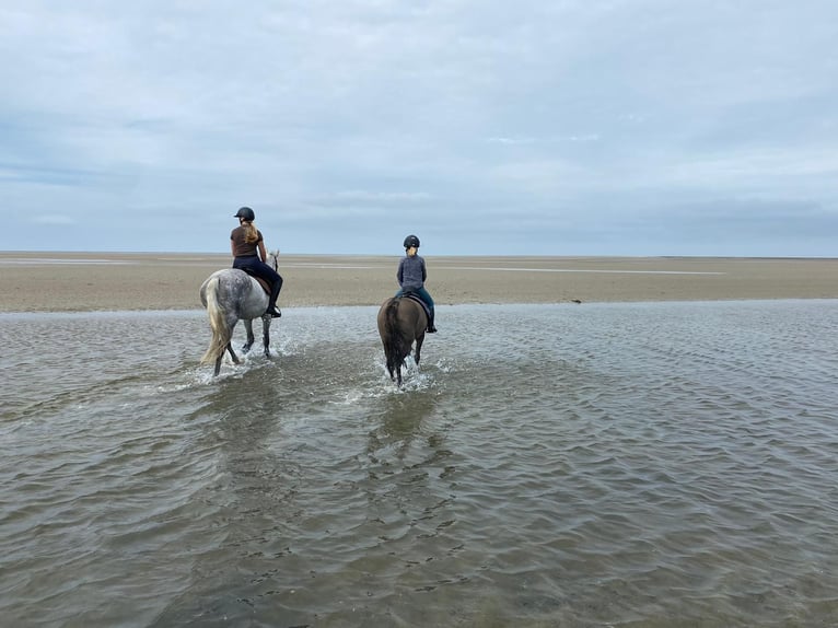 Konik Mix Mare 10 years 13 hh Dun in Neuenkirchen