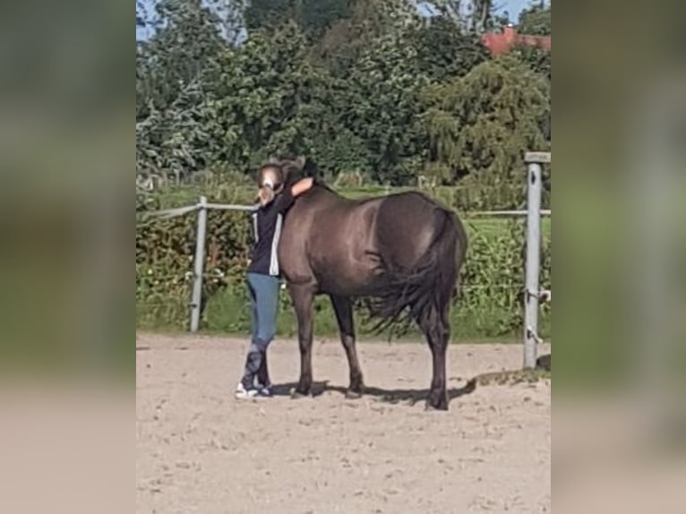 Konik Mix Mare 10 years 13 hh Dun in Neuenkirchen