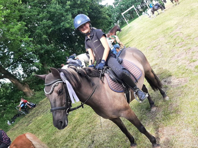 Konik Mix Mare 10 years 13 hh Dun in Neuenkirchen