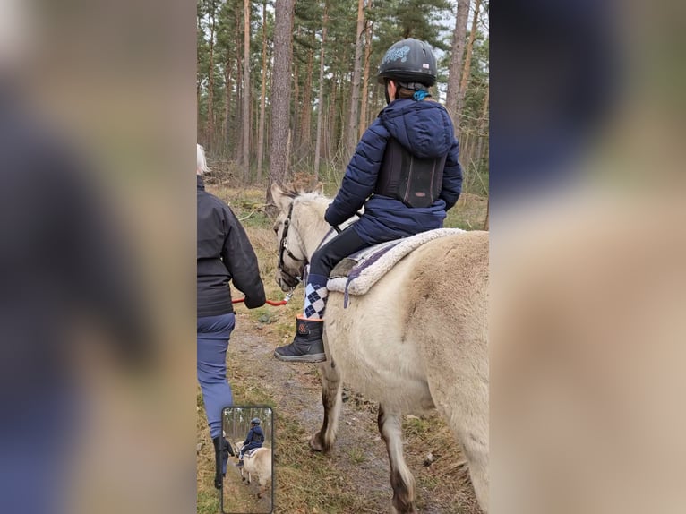 Konik Mare 11 years 13,1 hh in Wienhausen