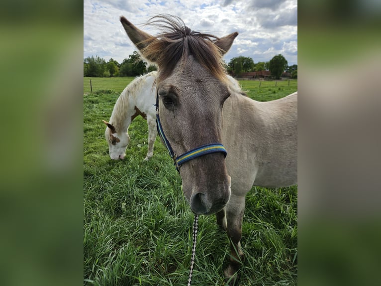 Konik Mare 11 years 13,1 hh in Wienhausen