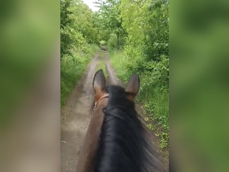 Konik Mare 11 years 13,2 hh Dun in Pelmberg