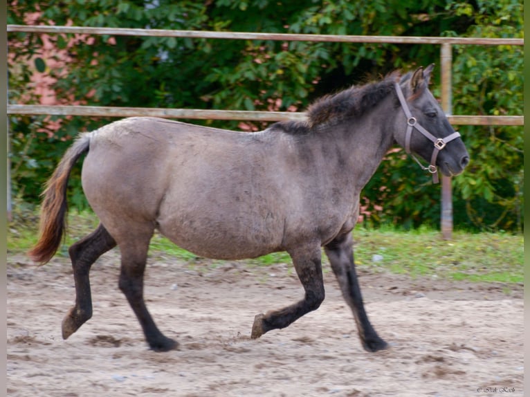 Konik Mare 12 years 13,1 hh Grullo in Adelsheim