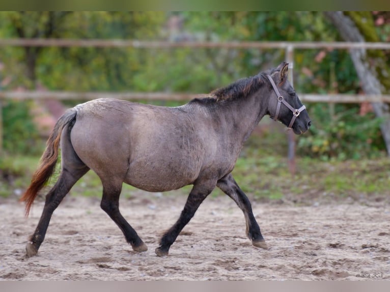 Konik Mare 12 years 13,1 hh Grullo in Adelsheim
