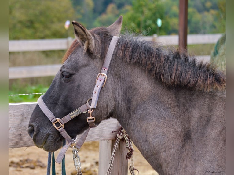 Konik Mare 12 years 13,1 hh Grullo in Adelsheim