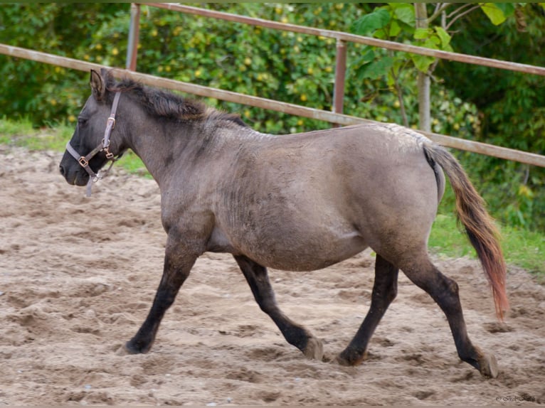 Konik Mare 12 years 13,1 hh Grullo in Adelsheim