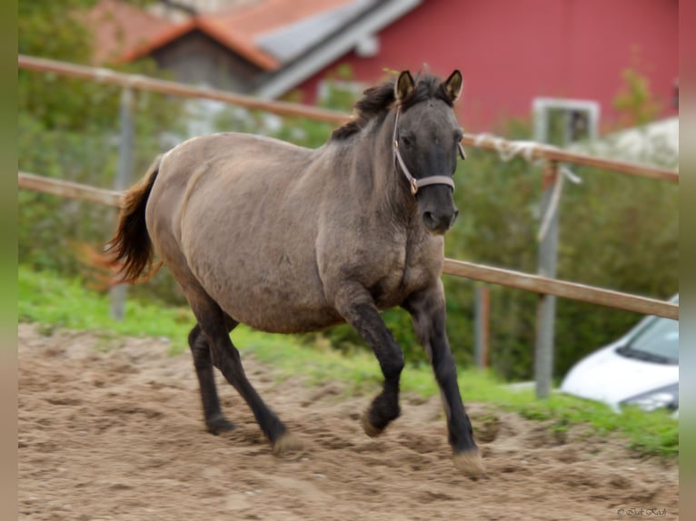 Konik Mare 12 years 13,1 hh Grullo in Adelsheim
