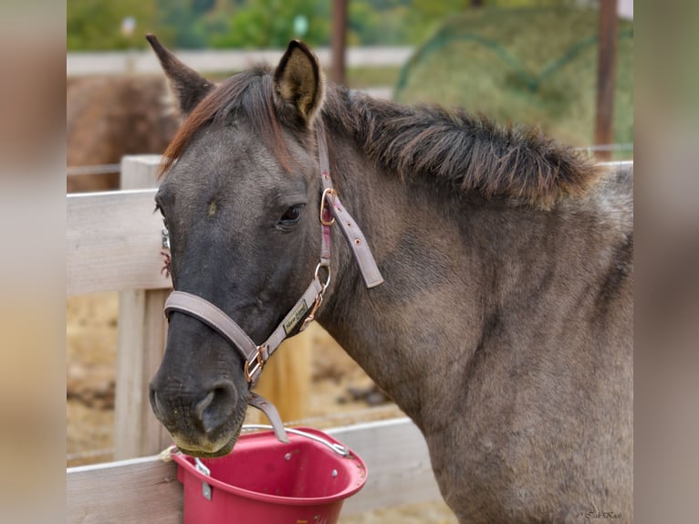 Konik Mare 12 years 13,1 hh Grullo in Adelsheim