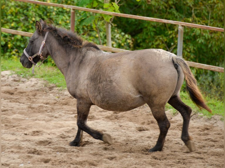 Konik Mare 12 years 13,1 hh Grullo in Adelsheim