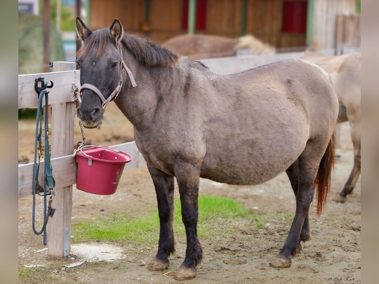 Konik Mare 12 years 13,1 hh Grullo in Adelsheim