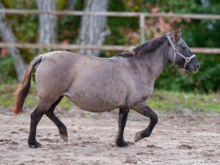 Konik Mare 12 years 13,1 hh Grullo in Adelsheim