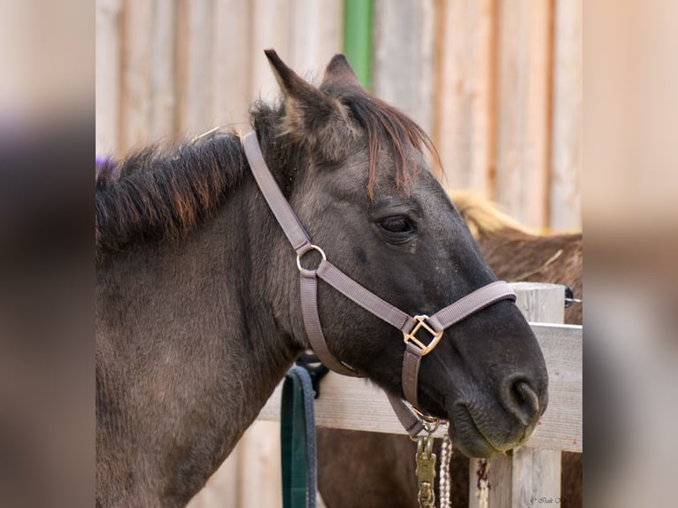 Konik Mare 12 years 13,1 hh Grullo in Adelsheim