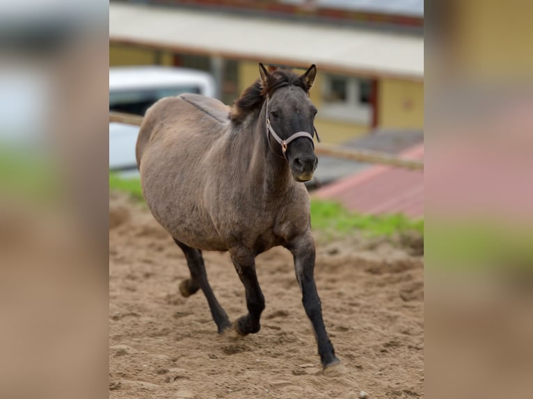 Konik Mare 12 years 13,1 hh Grullo in Adelsheim