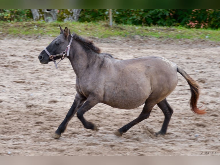 Konik Mare 12 years 13,1 hh Grullo in Adelsheim