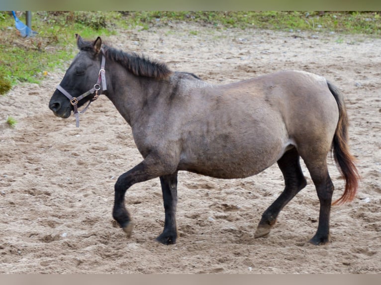 Konik Mare 12 years 13,1 hh Grullo in Adelsheim