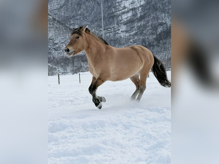 Konik Mare 12 years 13,2 hh in Torren