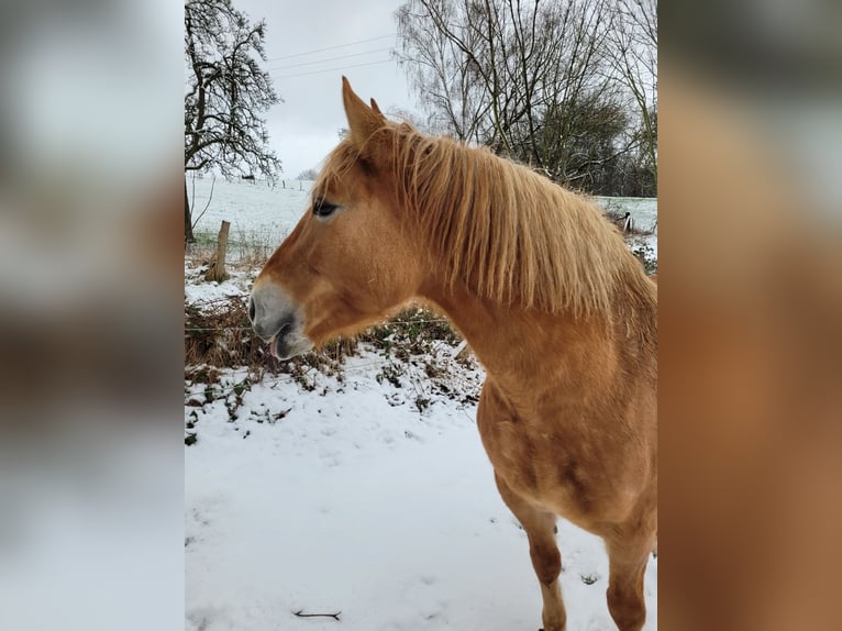 Konik Mix Mare 12 years 14,2 hh Chestnut-Red in Leverkusen