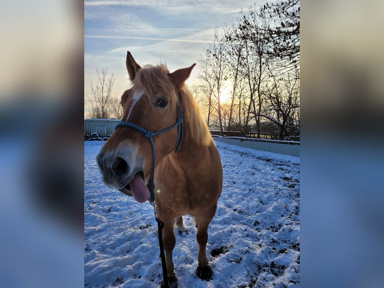 Konik Mix Mare 12 years 14,2 hh Chestnut-Red in Leverkusen