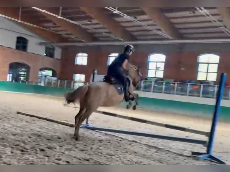 Konik Mare 13 years 13.1 hh  in Biała