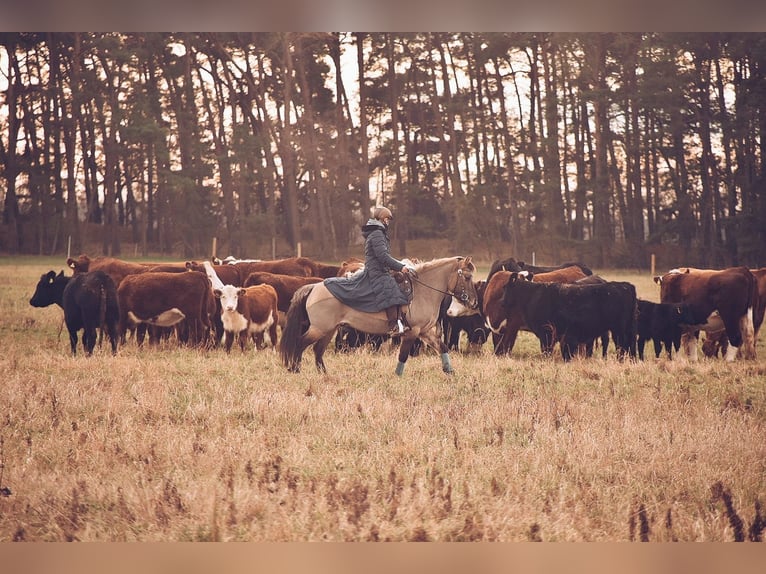 Konik Mare 13 years 13.2 hh Dun in Michendorf