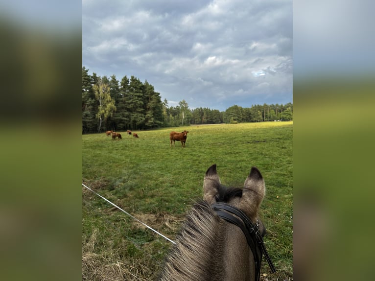 Konik Mare 13 years 13.2 hh Dun in Michendorf