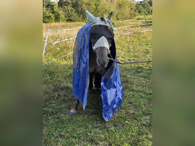 Konik Mare 13 years 13,1 hh Dun in Driedorf