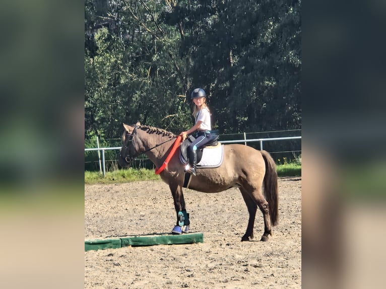 Konik Mare 13 years 13,1 hh Dun in Driedorf